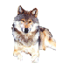 wolf.gif